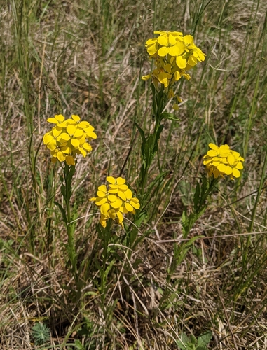 horčičník voňavý (Erysimum odoratum)