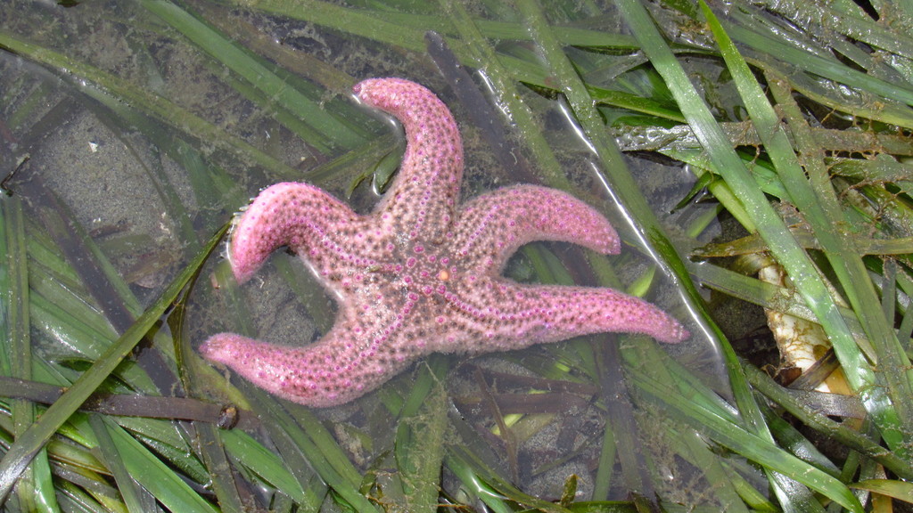 giant-pink-sea-star-in-may-2022-by-mieke-a-lee-inaturalist