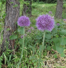 Allium aflatunense