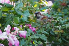 Passer domesticus