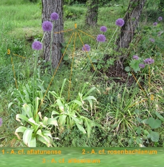 Allium aflatunense