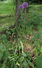 Allium aflatunense