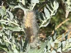 Estigmene acrea
