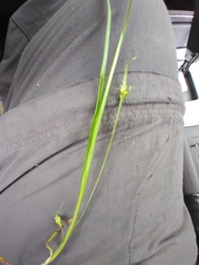 Carex jamesii