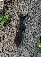 Sciurus vulgaris