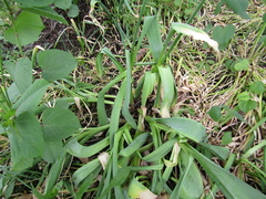 Allium aflatunense