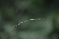 Melica smithii