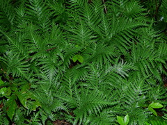 Selaginella radiata