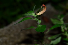 Lampyris germariensis