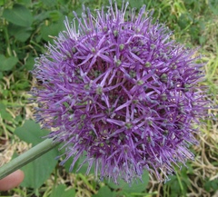 Allium aflatunense