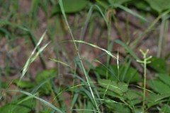 Melica smithii