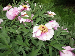 Paeonia suffruticosa