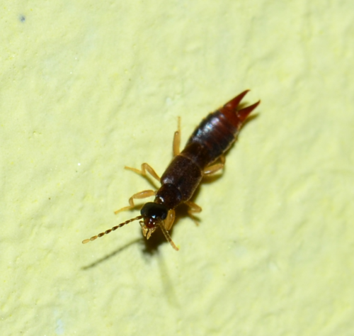 ucholak malý (Labia minor)