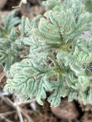 Teucrium botrys