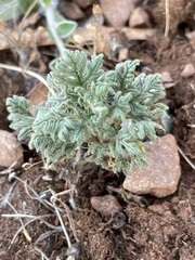 Teucrium botrys