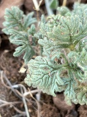 Teucrium botrys