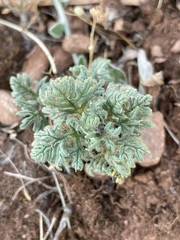 Teucrium botrys