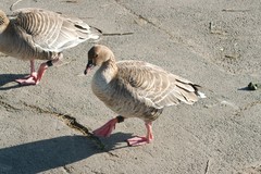 Anser brachyrhynchus
