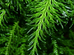 Selaginella radiata