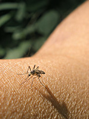 Aedes triseriatus