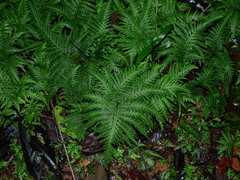 Selaginella radiata