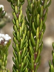 Phylica selaginoides