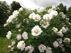 Paeonia suffruticosa