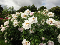 Paeonia suffruticosa