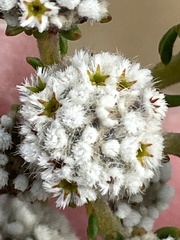 Phylica selaginoides