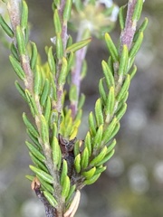 Phylica selaginoides