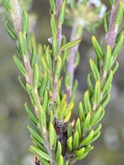 Phylica selaginoides