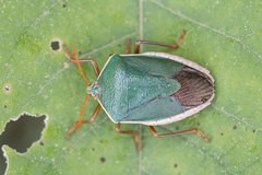 Edessa rufomarginata