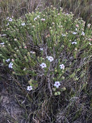 Adenandra obtusata