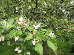 Malus sieversii