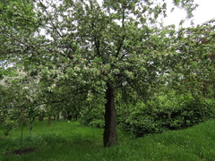Malus sieversii