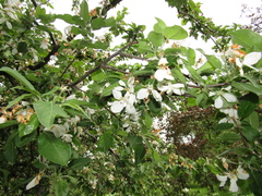 Malus sieversii