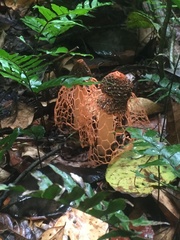 Phallus cinnabarinus