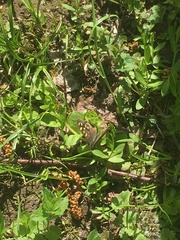 Pararge aegeria tircis