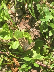 Pararge aegeria tircis