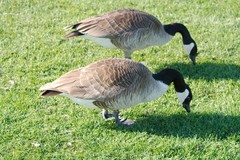 Branta canadensis
