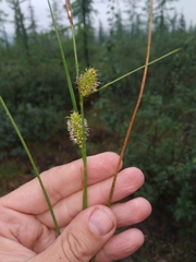 Carex rotundata