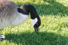 Branta canadensis