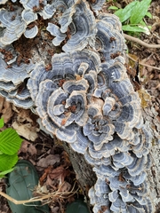 Trametes versicolor image