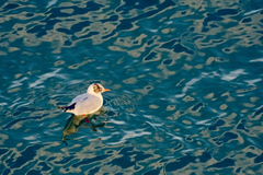 Chroicocephalus ridibundus