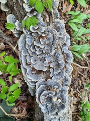 Media resource of Trametes versicolor