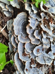 Trametes versicolor image