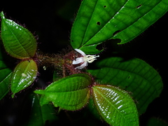 Miconia laevifolia