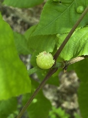 Phylloxera spinosa
