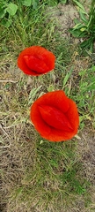 Papaver rhoeas