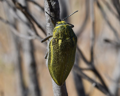 Julodis armeniaca cypria